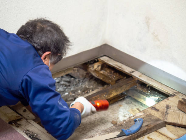 Best Black Mold Remediation in Grand Rapids, MI