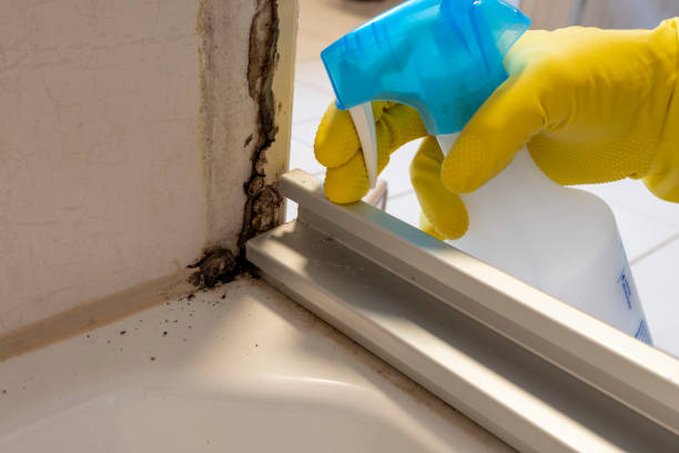 Best Post-Flood Mold Remediation in Grand Rapids, MI