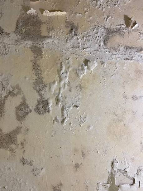 Trusted Grand Rapids, MI Mold Remediation Experts